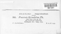 Puccinia grindeliae image